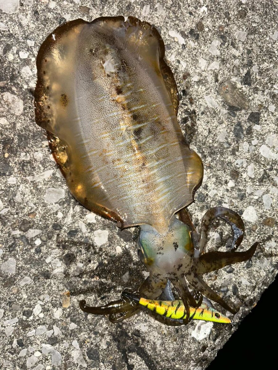 画像10: WILD CHASE 3.5号＃KL05琥珀(UV) (10)