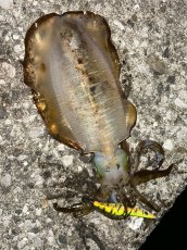 画像10: WILD CHASE 3.5号＃KL05琥珀(UV) (10)