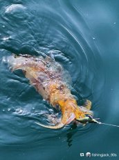 画像7: WILD CHASE 3.5号＃KL01 crazyグリーン (7)