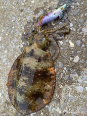 画像14: WILD CHASE 3.5号＃KL06 紫月(UV) (14)