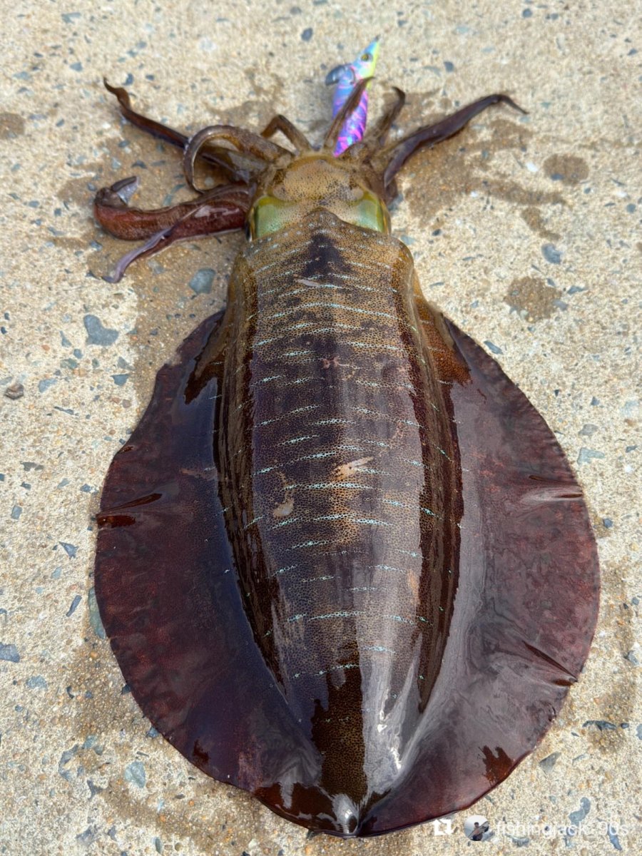 画像13: WILD CHASE 3.5号＃KL06 紫月(UV) (13)