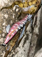 画像11: WILD CHASE 3.5号＃KL07 雅（グロー） (11)