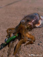 画像9: WILD CHASE 3.5号＃KL01 crazyグリーン (9)