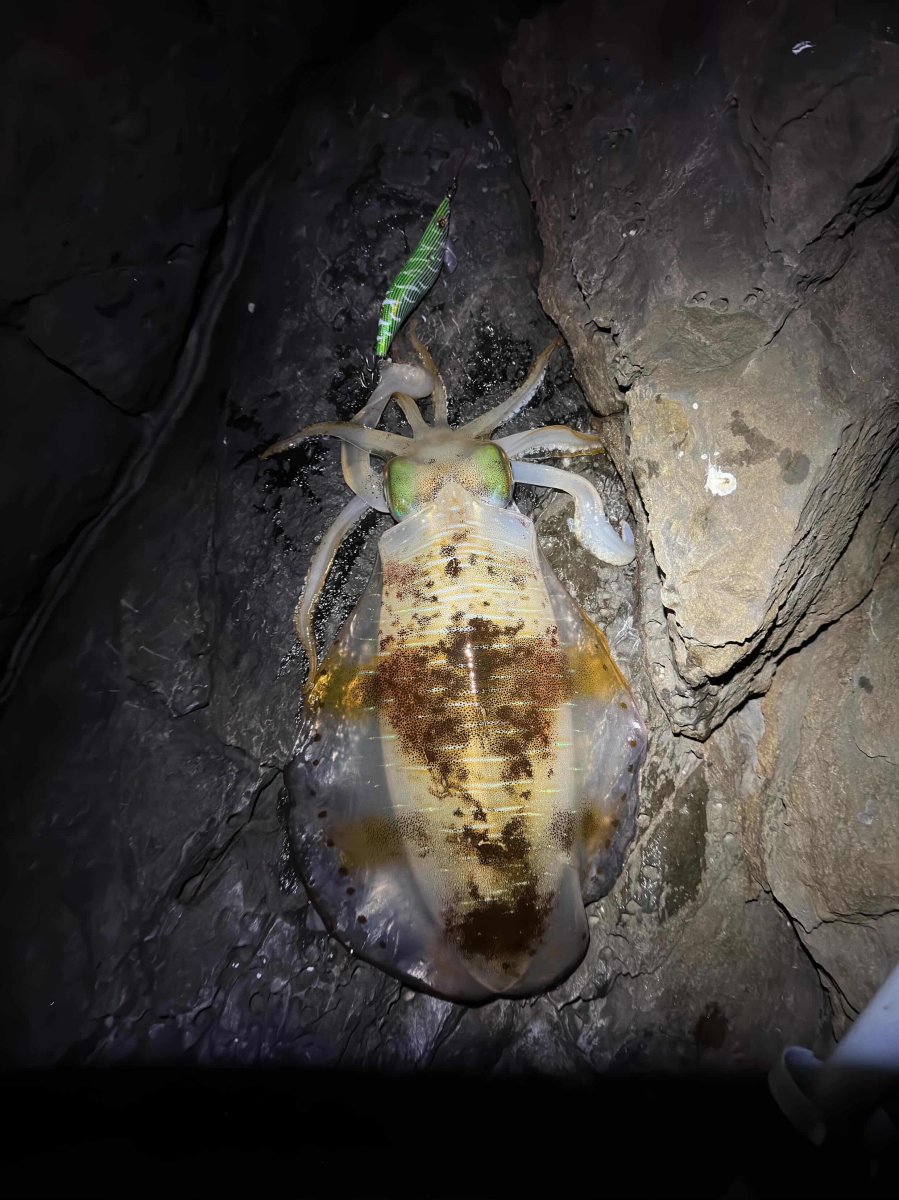 画像9: WILD CHASE 3.5号＃KL08 萌葱（グロー） (9)