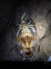 画像9: WILD CHASE 3.5号＃KL08 萌葱（グロー） (9)