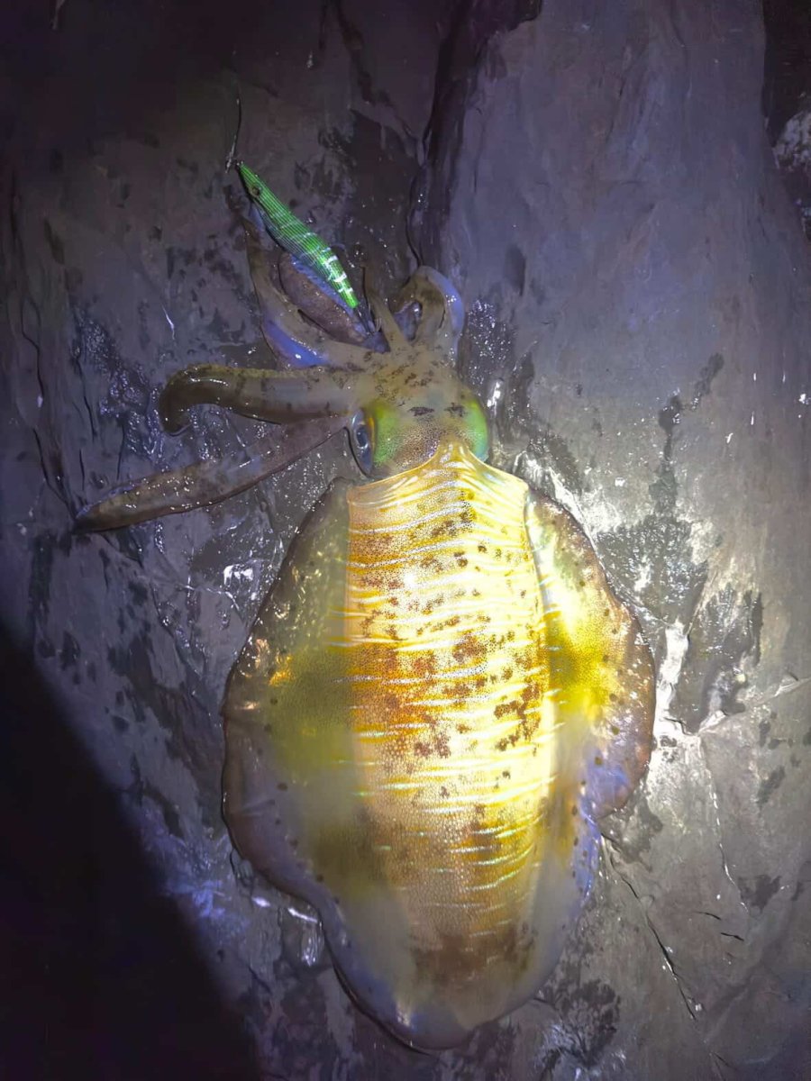 画像7: WILD CHASE 3.5号＃KL08 萌葱（グロー） (7)