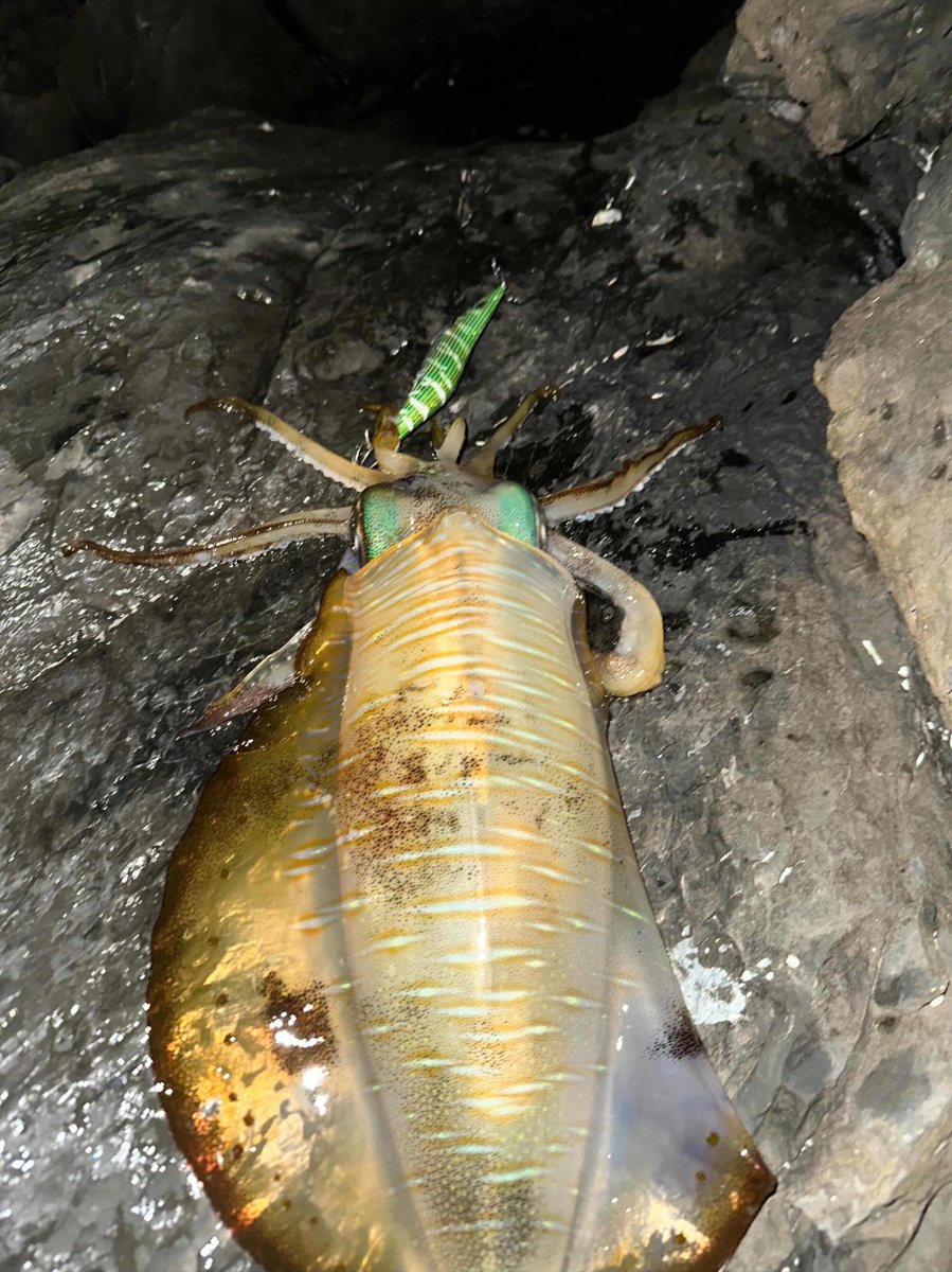 画像2: WILD CHASE 3.5号＃KL08 萌葱（グロー） (2)