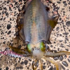 画像13: WILD CHASE 3.5号＃KL07 雅（グロー） (13)