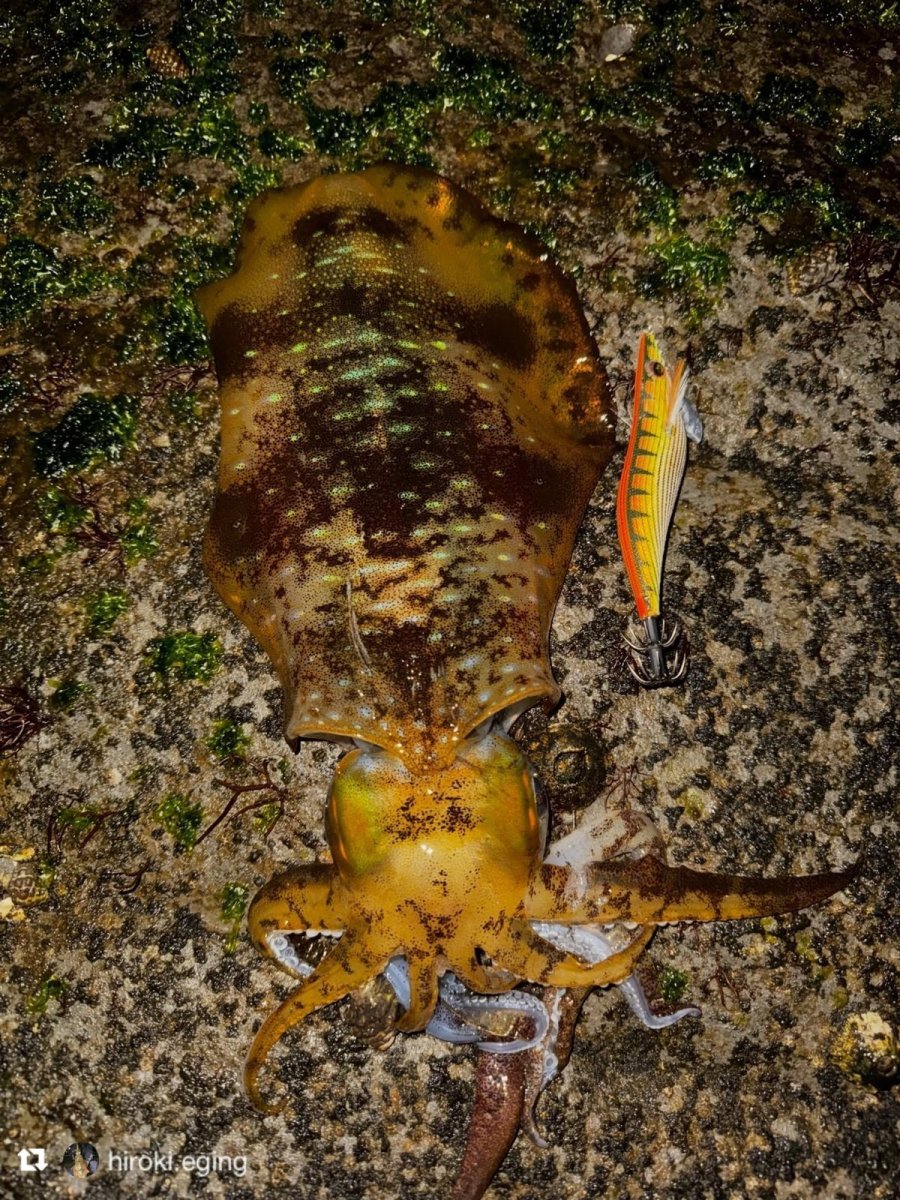 画像10: WILD CHASE 3.5号＃KL03 神明オレンジ (10)