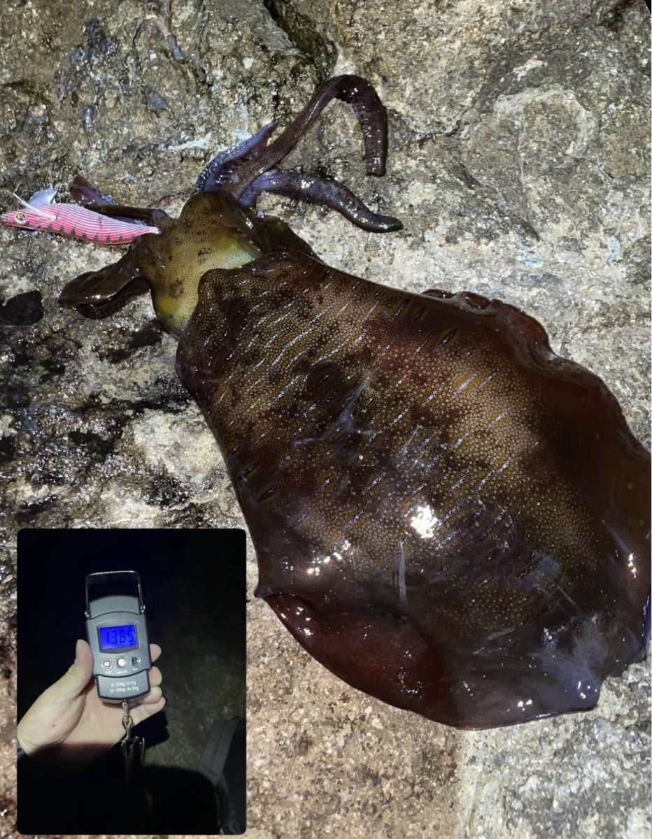 画像7: WILD CHASE 3.5号＃KL02 神明レッド (7)