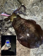 画像7: WILD CHASE 3.5号＃KL02 神明レッド (7)