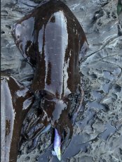 画像21: WILD CHASE 3.5号＃KL06 紫月(UV) (21)
